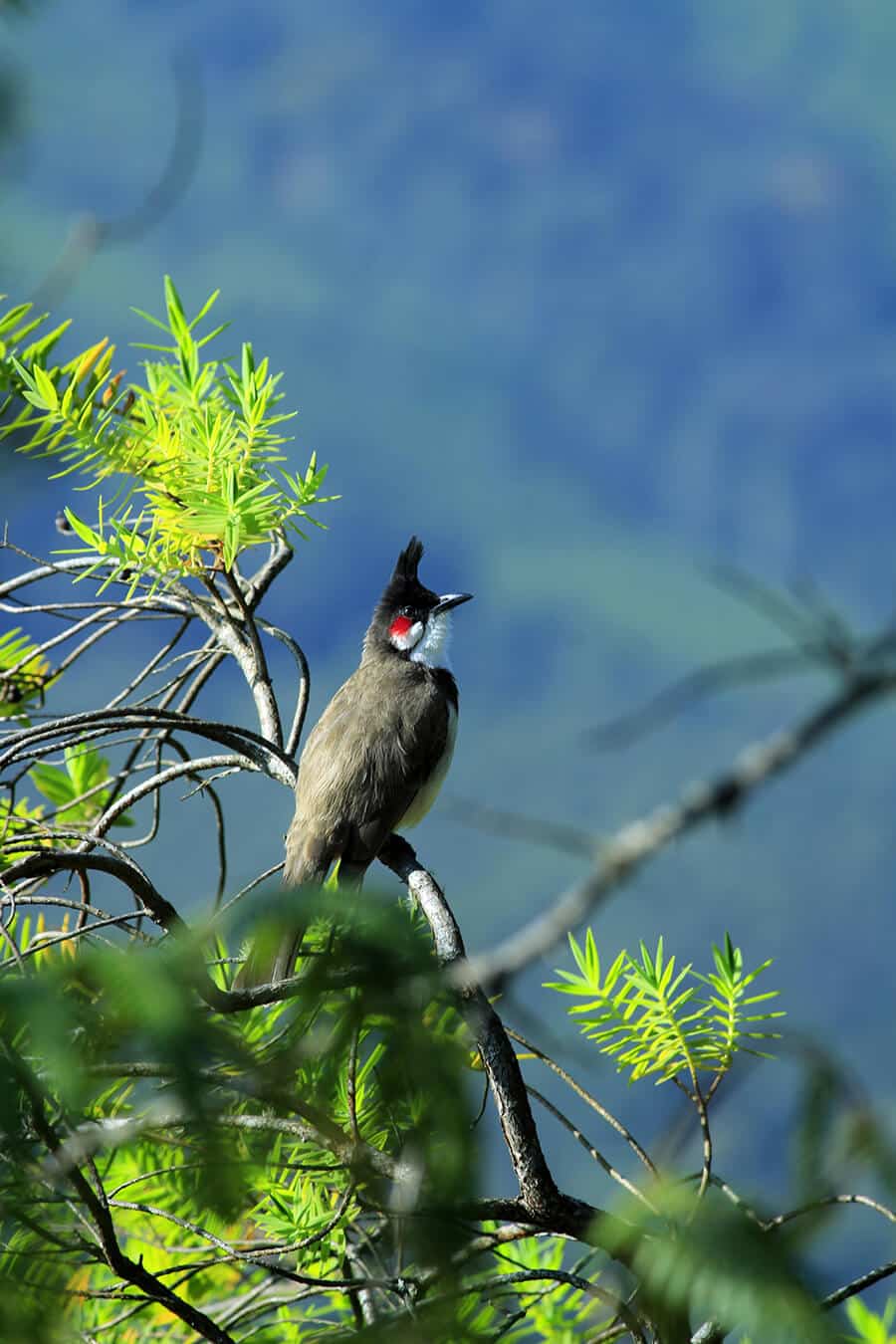 Nền Niềm đam Mê Chim Chào Mào Lẻ Hình Chụp Và Hình ảnh Để Tải Về Miễn Phí -  Pngtree