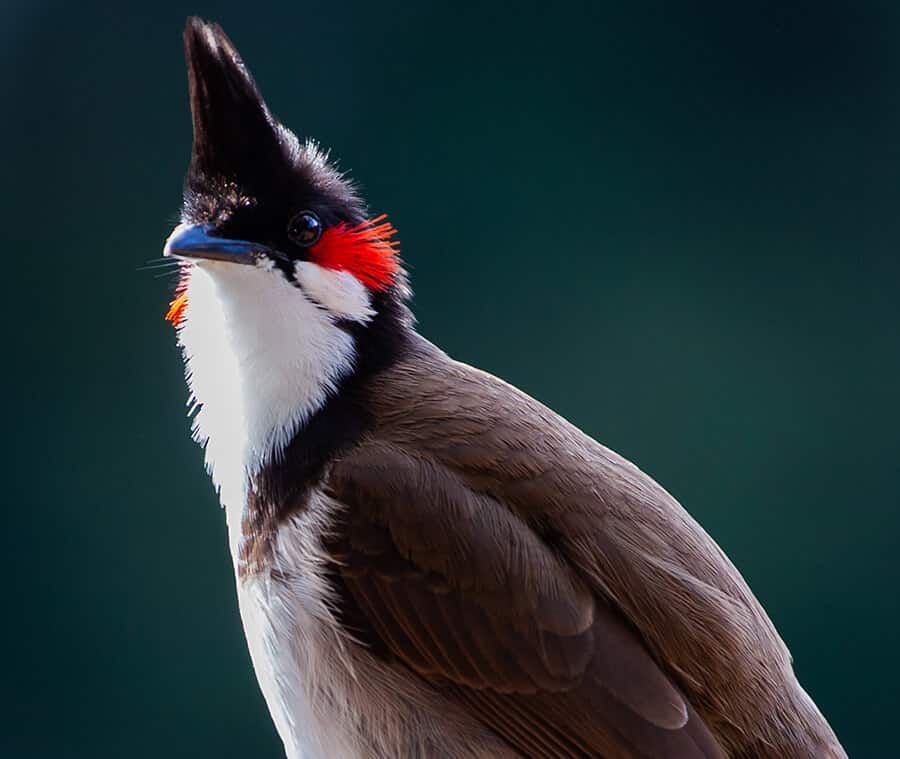 Hình ảnh chim Chào Mào đẹp nhất thế giới chất lượng cao